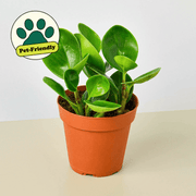 Peperomia Thailand - BetterGrow Hydro