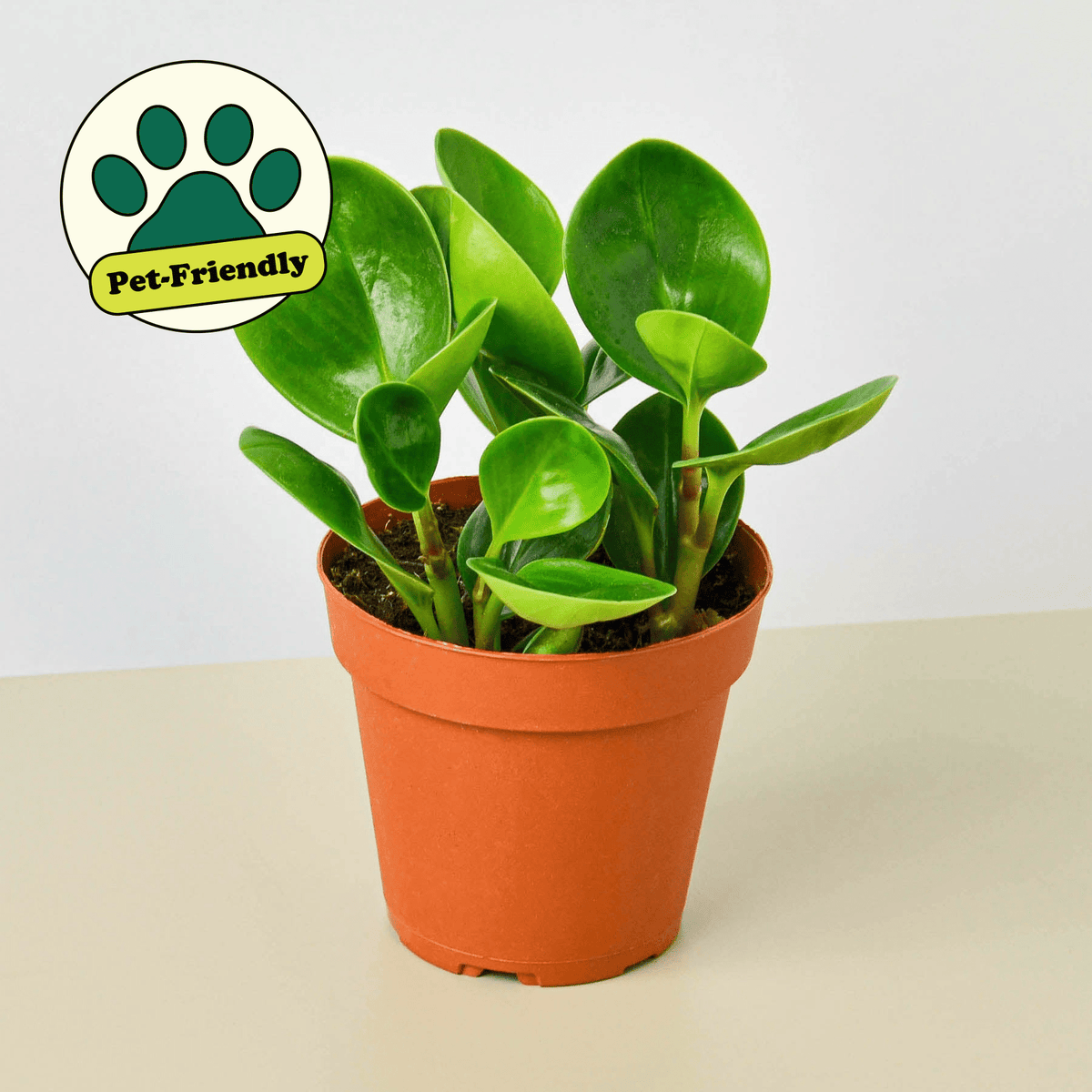 Peperomia Thailand - BetterGrow Hydro