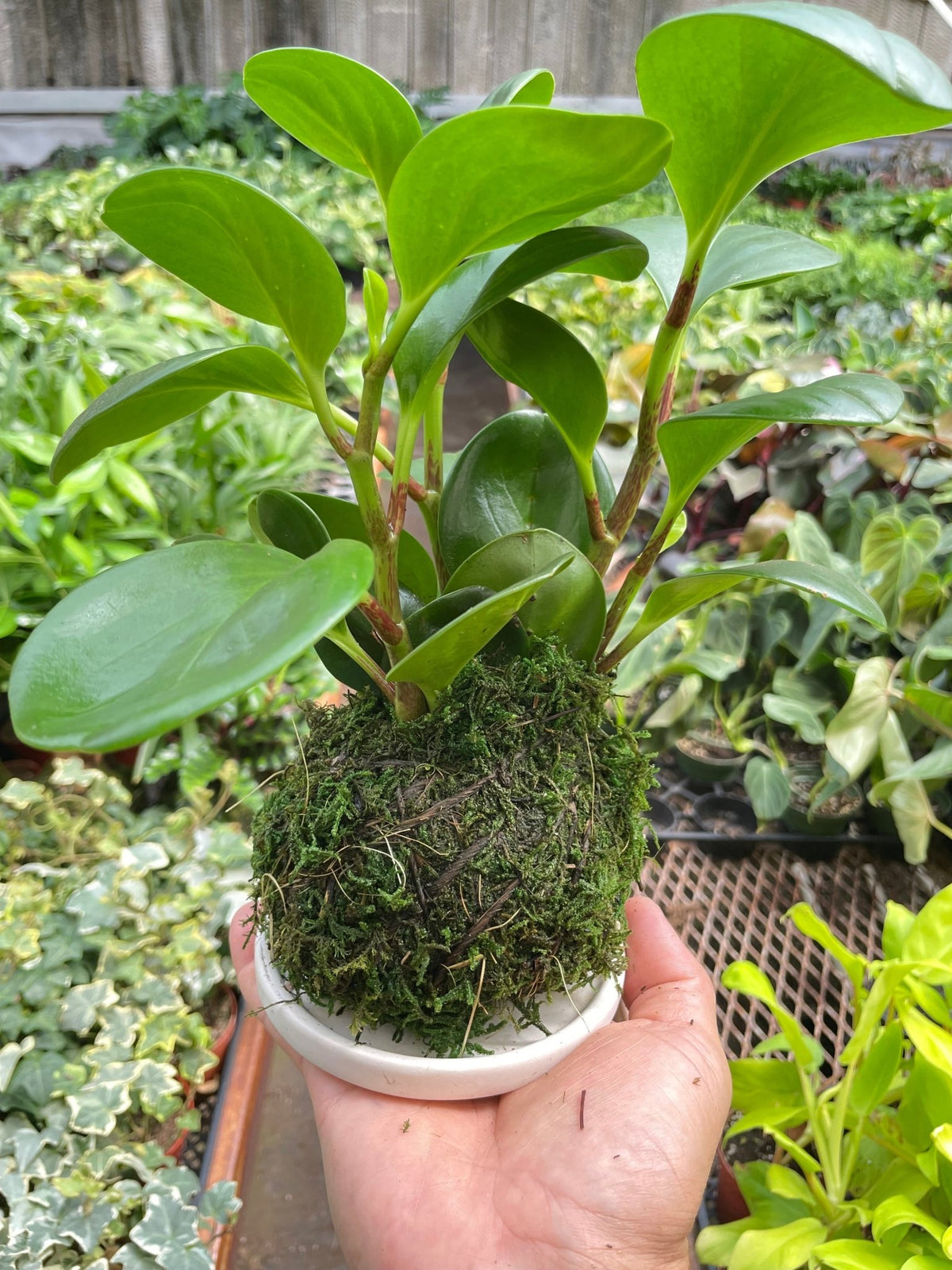 Peperomia Thailand Kokedama - BetterGrow Hydro