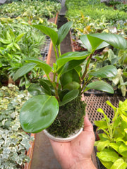 Peperomia Thailand Kokedama - BetterGrow Hydro