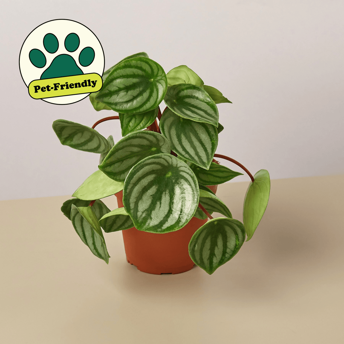 Peperomia 'Watermelon' - BetterGrow Hydro