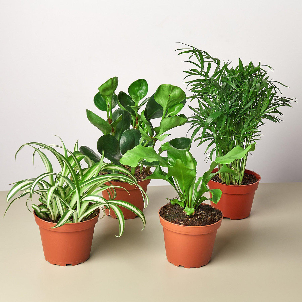 Pet Friendly Variety Bundle - BetterGrow Hydro