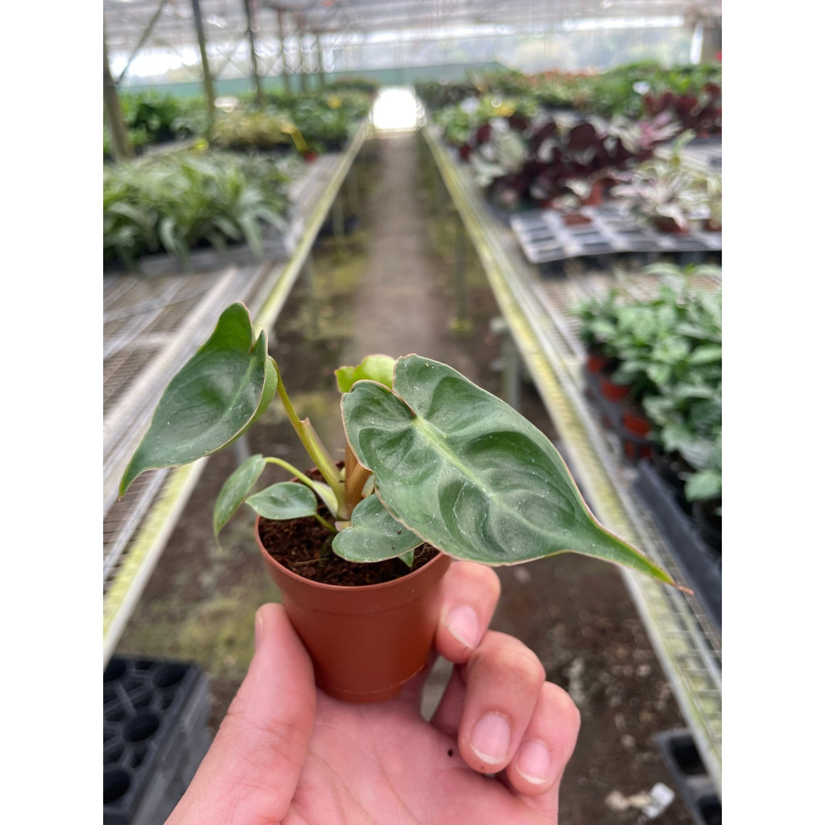 Philodendron 'Billietiae' - BetterGrow Hydro