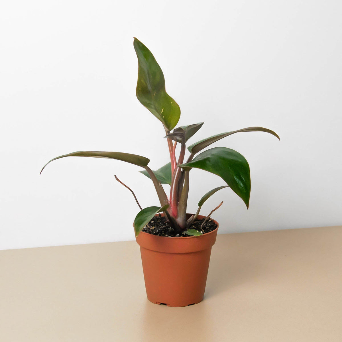 Philodendron 'Birkin Pink' - BetterGrow Hydro