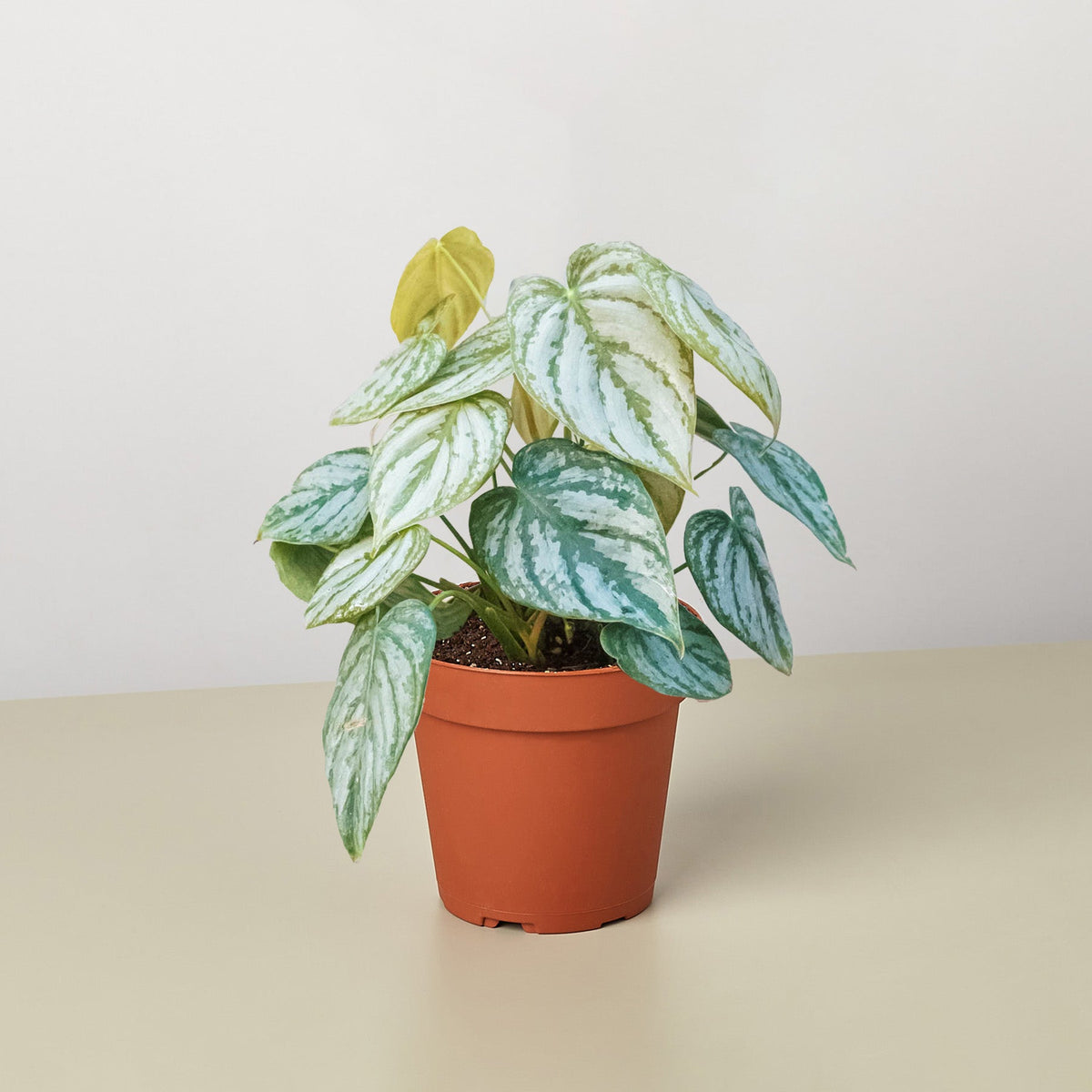 Philodendron 'Brandi' - BetterGrow Hydro
