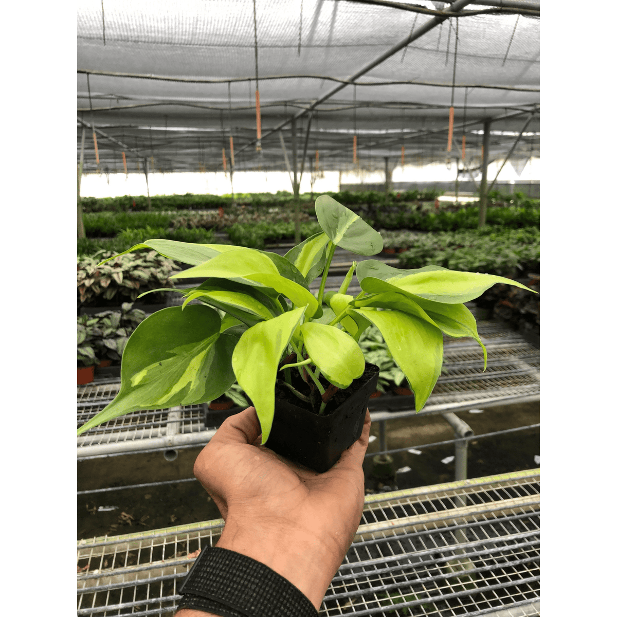 Philodendron 'Brasil' - BetterGrow Hydro