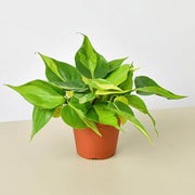 Philodendron 'Brasil' - BetterGrow Hydro