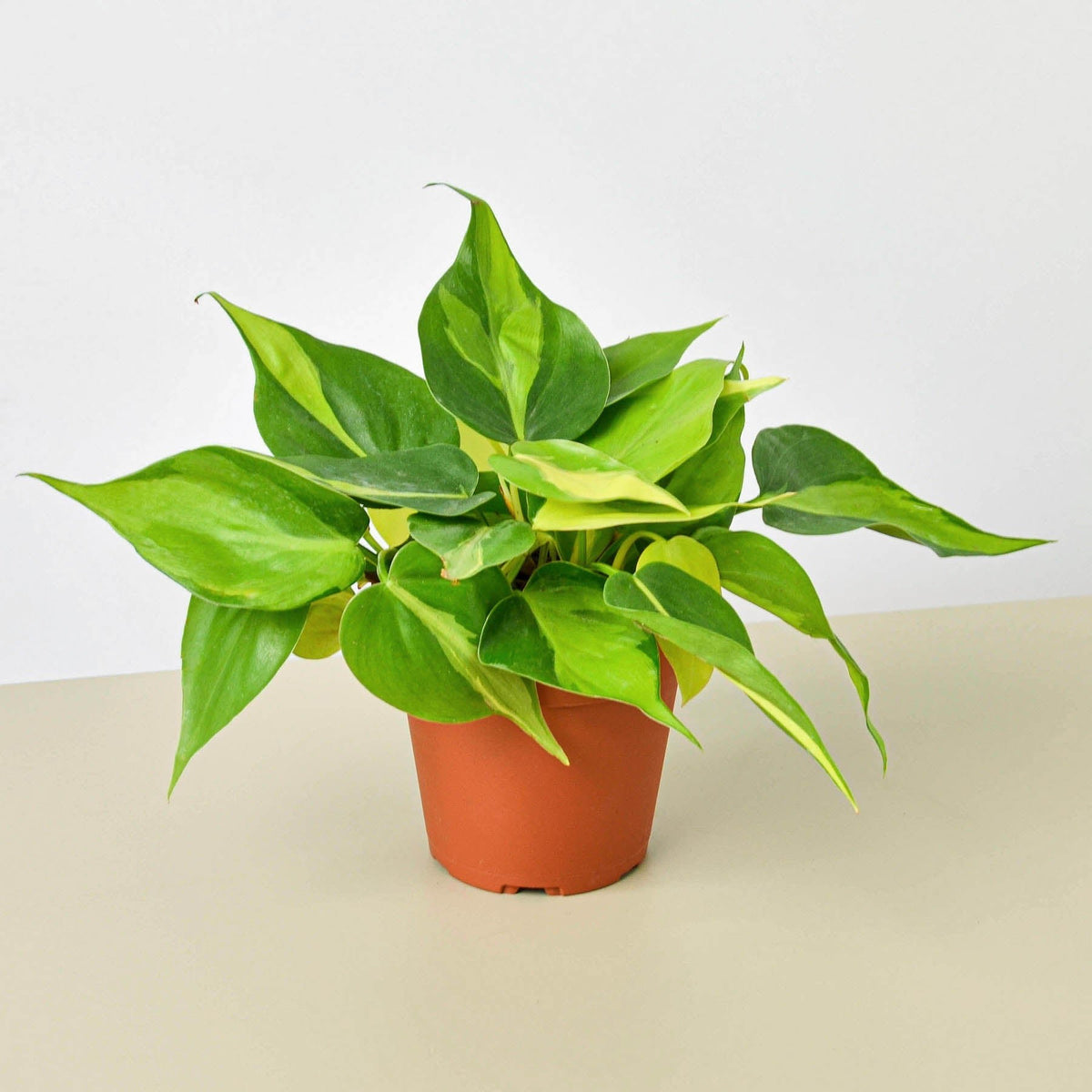 Philodendron 'Brasil' - BetterGrow Hydro
