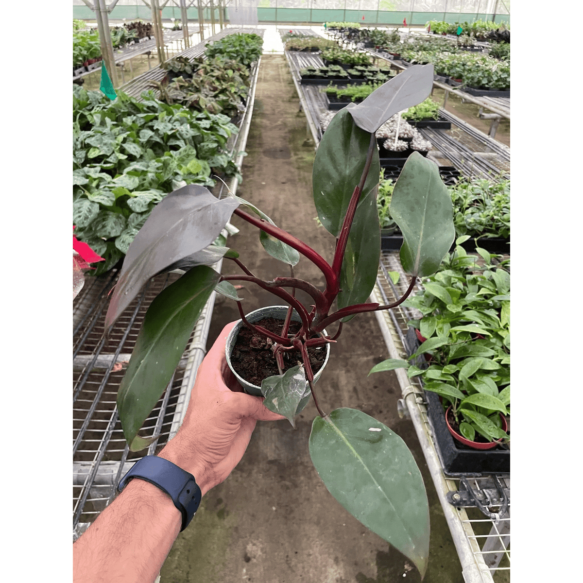 Philodendron 'Burgundy Princess' (Reverted Pink Princess) - B-Grade - BetterGrow Hydro