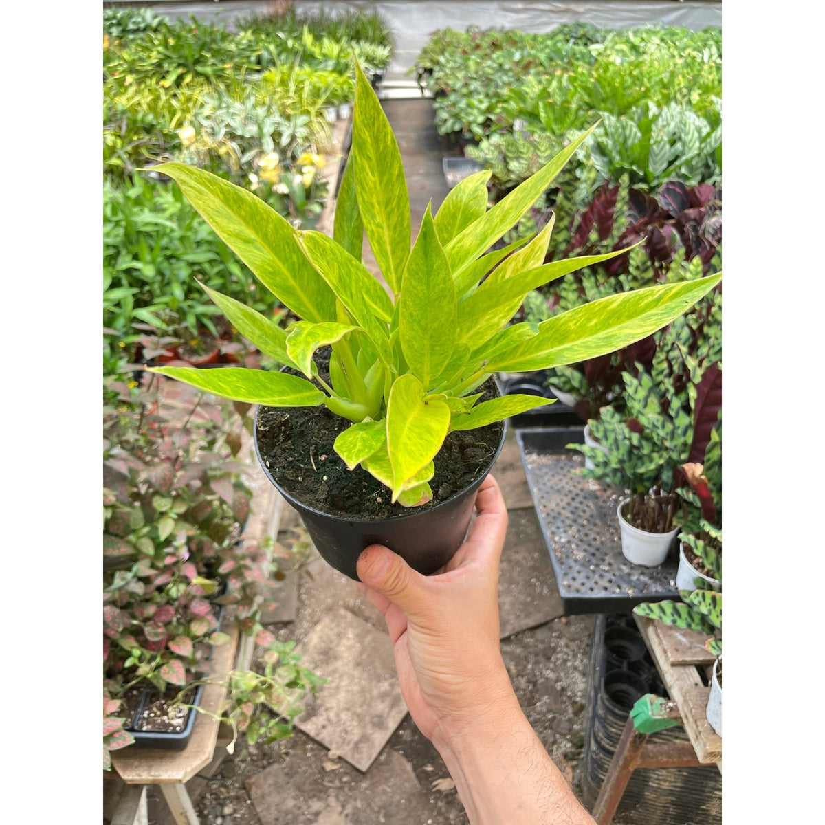 Philodendron 'Calkins Gold' - BetterGrow Hydro