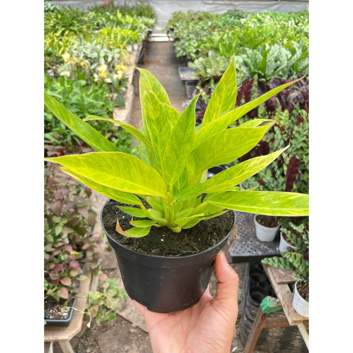 Philodendron 'Calkins Gold' - BetterGrow Hydro