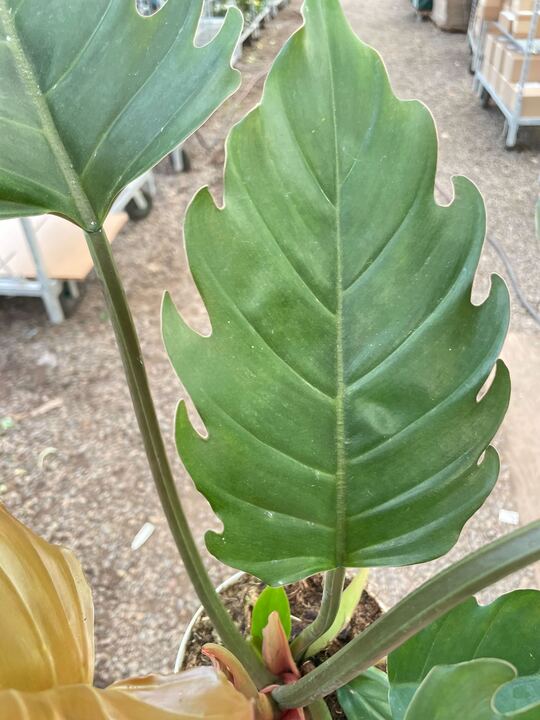 Philodendron Caramel Pluto - BetterGrow Hydro
