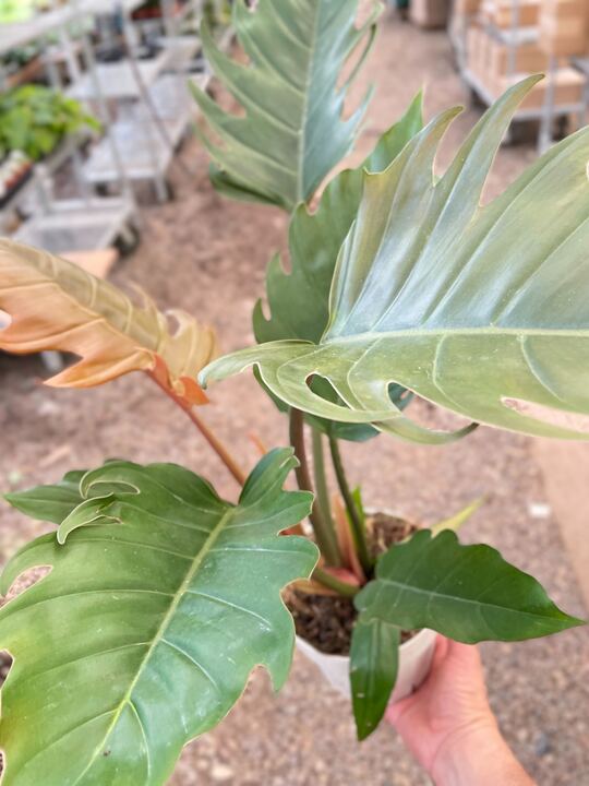 Philodendron Caramel Pluto - BetterGrow Hydro