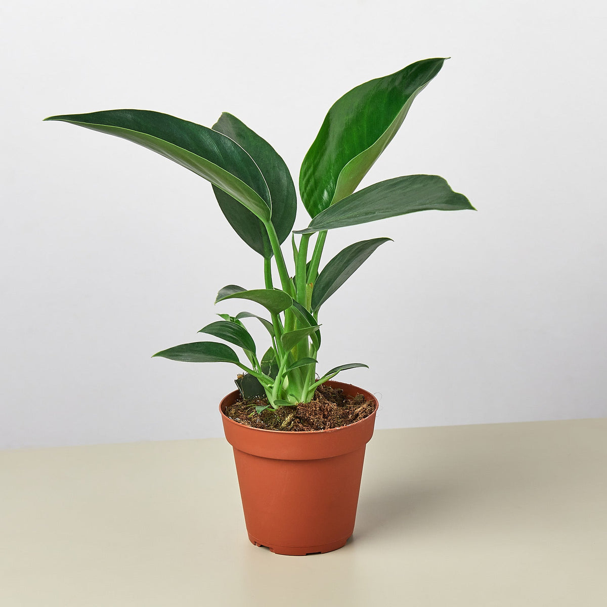 Philodendron 'Congo Green' - BetterGrow Hydro