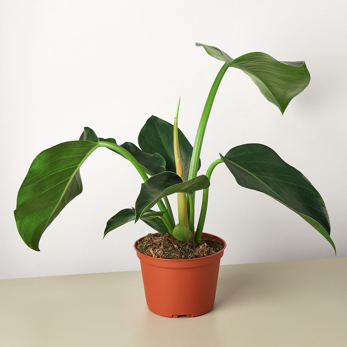 Philodendron 'Congo Green' - BetterGrow Hydro