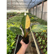 Philodendron 'Congo Green Variegated' - BetterGrow Hydro