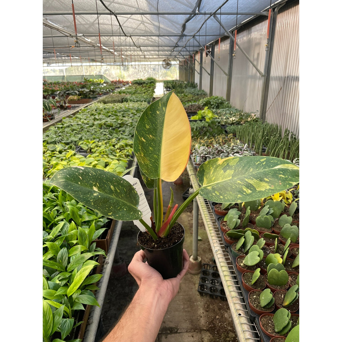Philodendron 'Congo Green Variegated' - BetterGrow Hydro