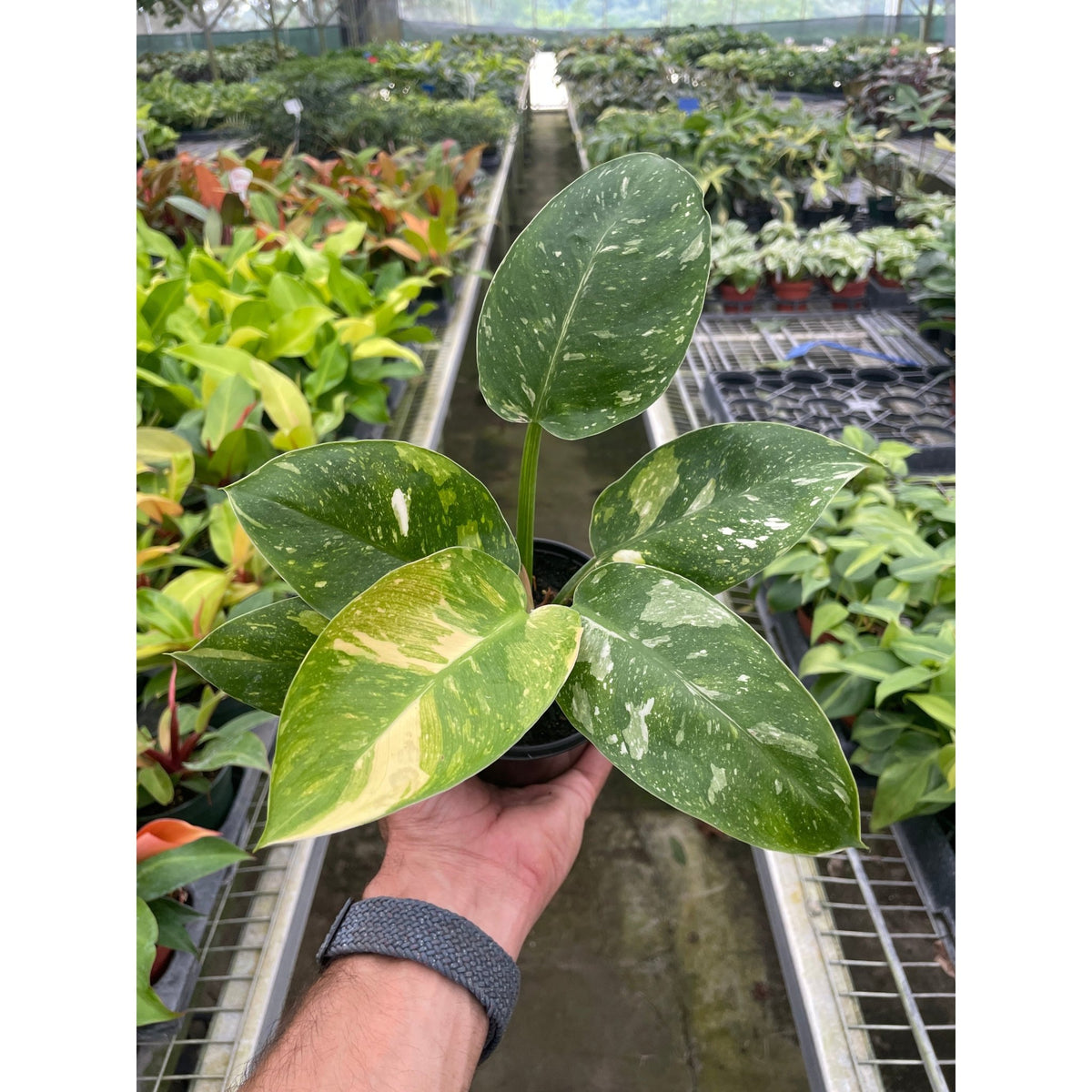 Philodendron 'Congo Nuclear' - BetterGrow Hydro
