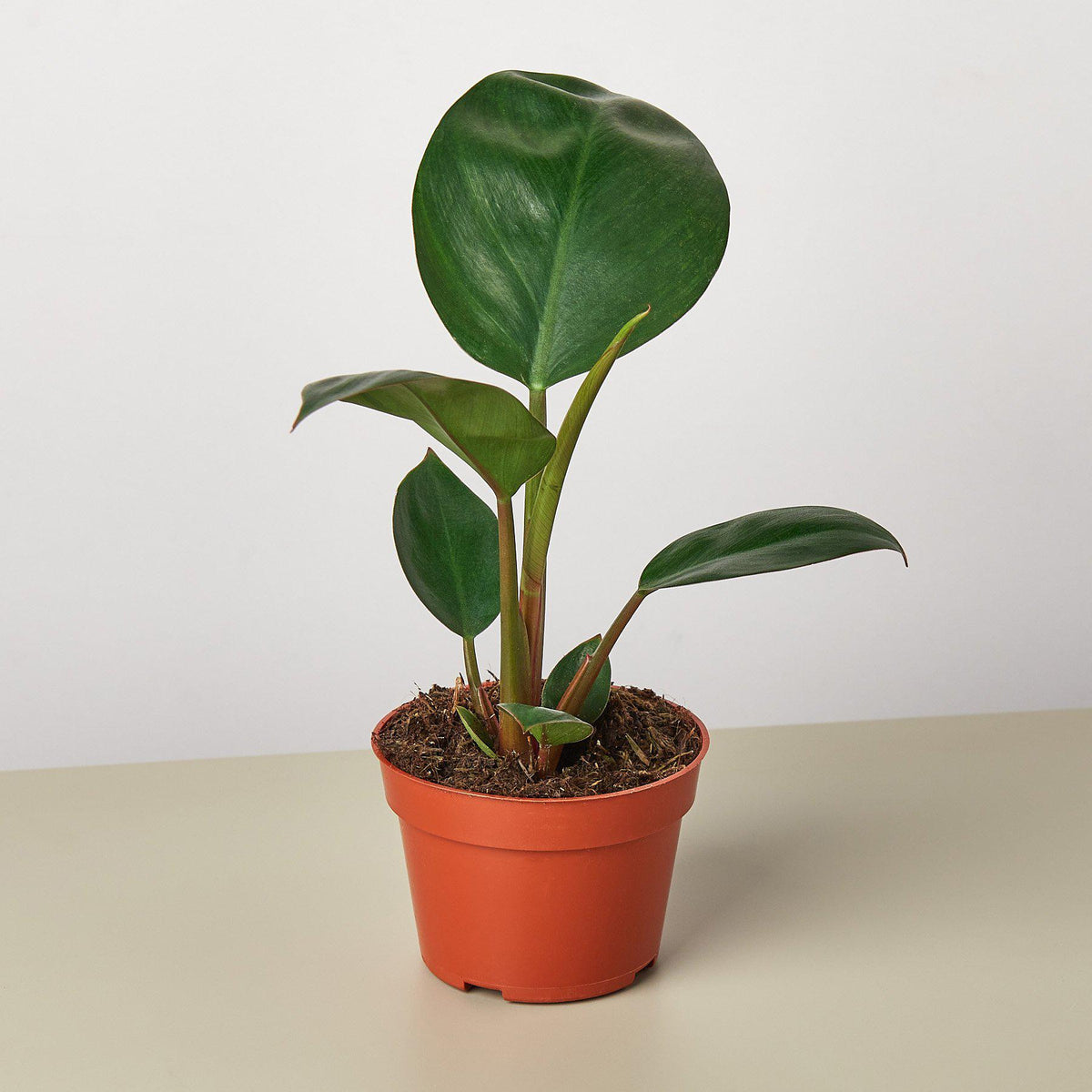 Philodendron 'Congo Rojo' - BetterGrow Hydro