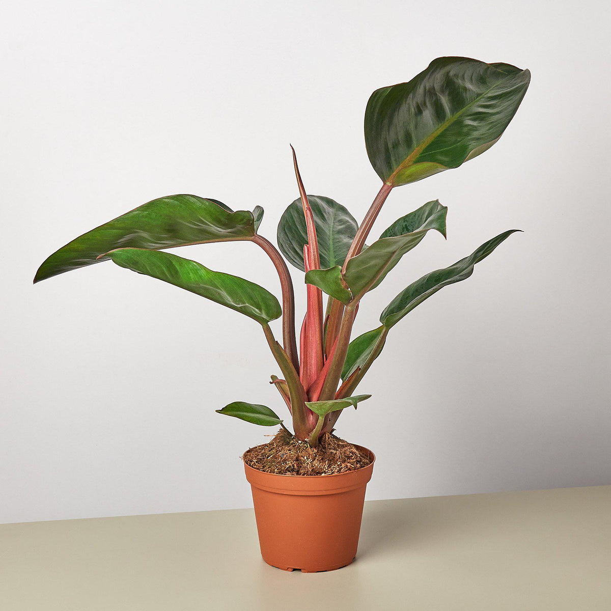 Philodendron 'Congo Rojo' - BetterGrow Hydro