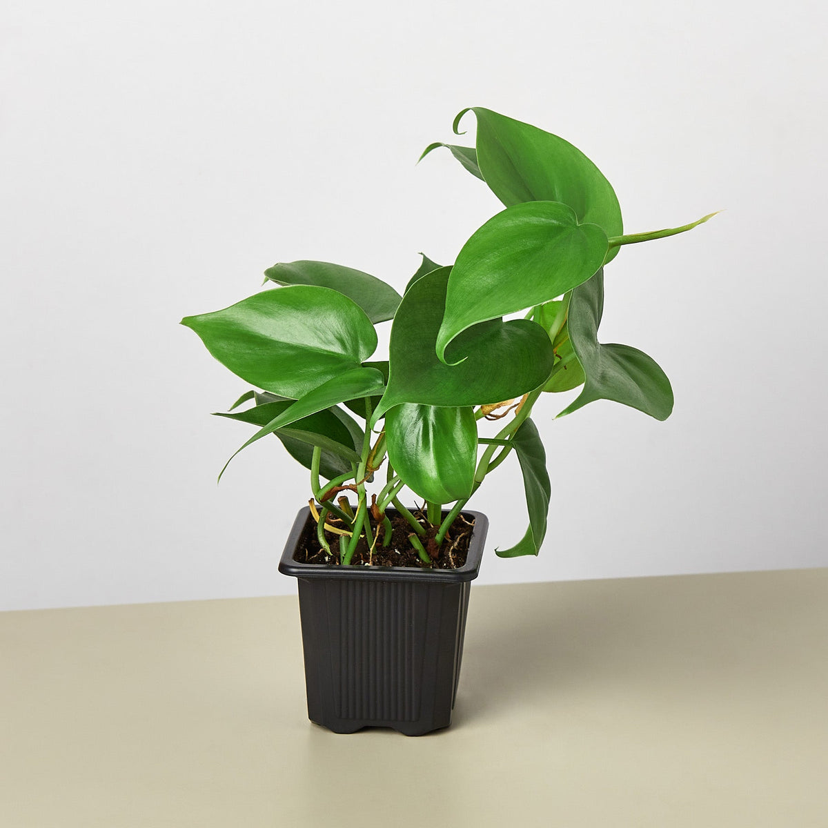 Philodendron Cordatum 'Heartleaf' - BetterGrow Hydro