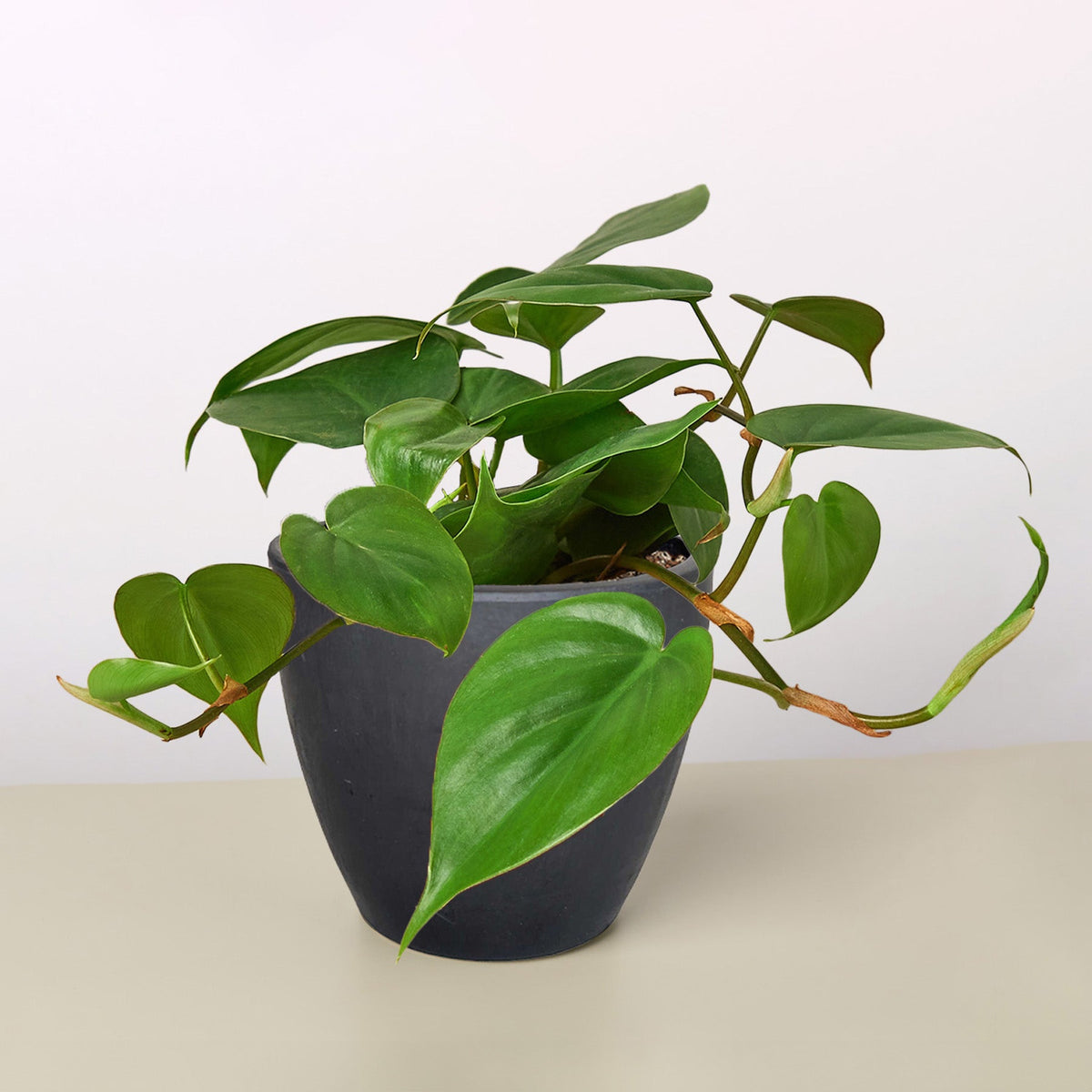 Philodendron Cordatum 'Heartleaf' - BetterGrow Hydro
