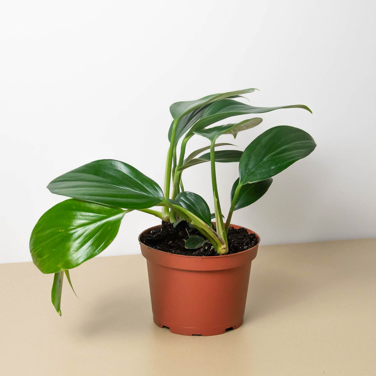 Philodendron 'Dragon Tail' - BetterGrow Hydro