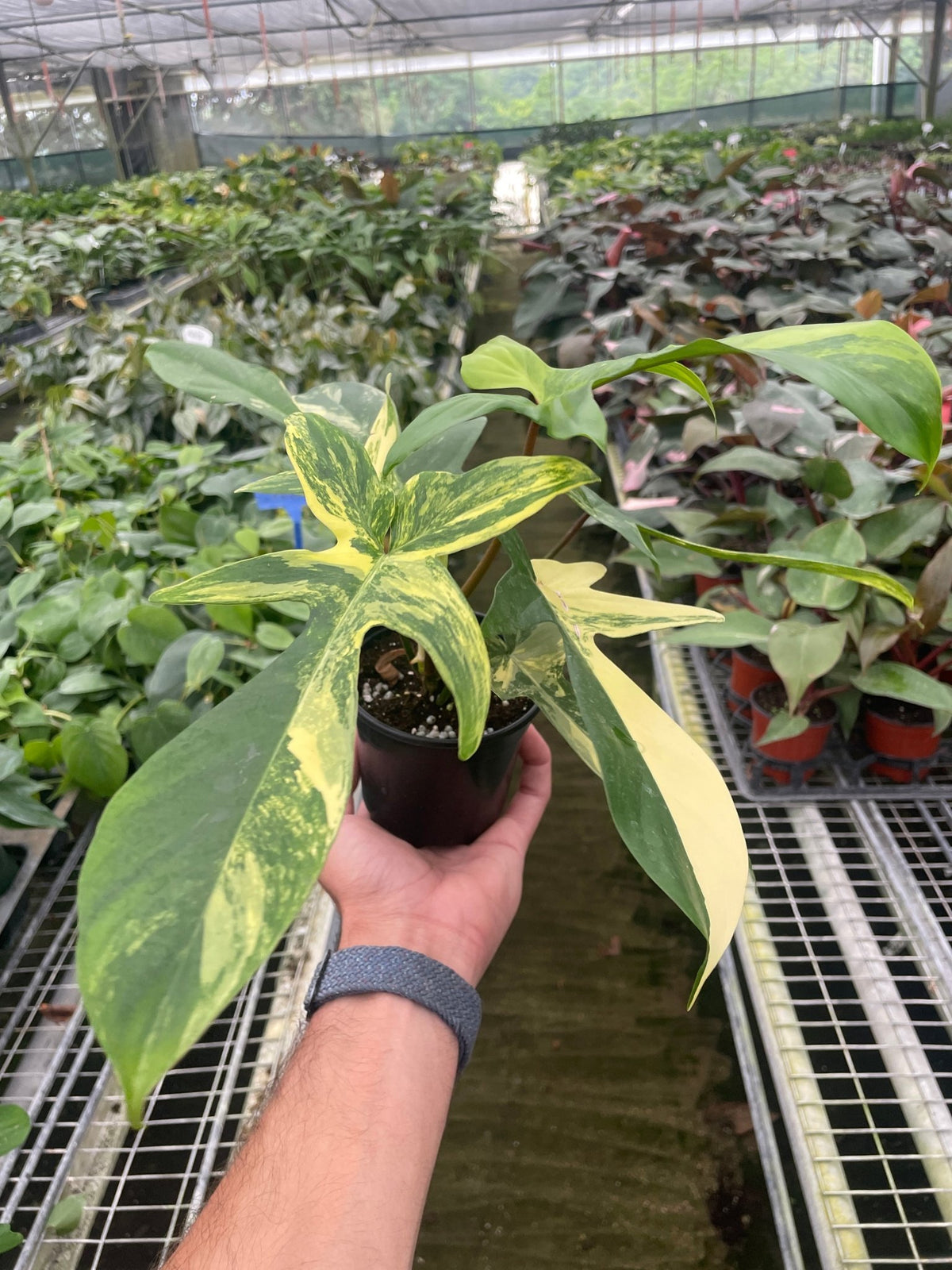 Philodendron Florida Beauty Variegated - BetterGrow Hydro