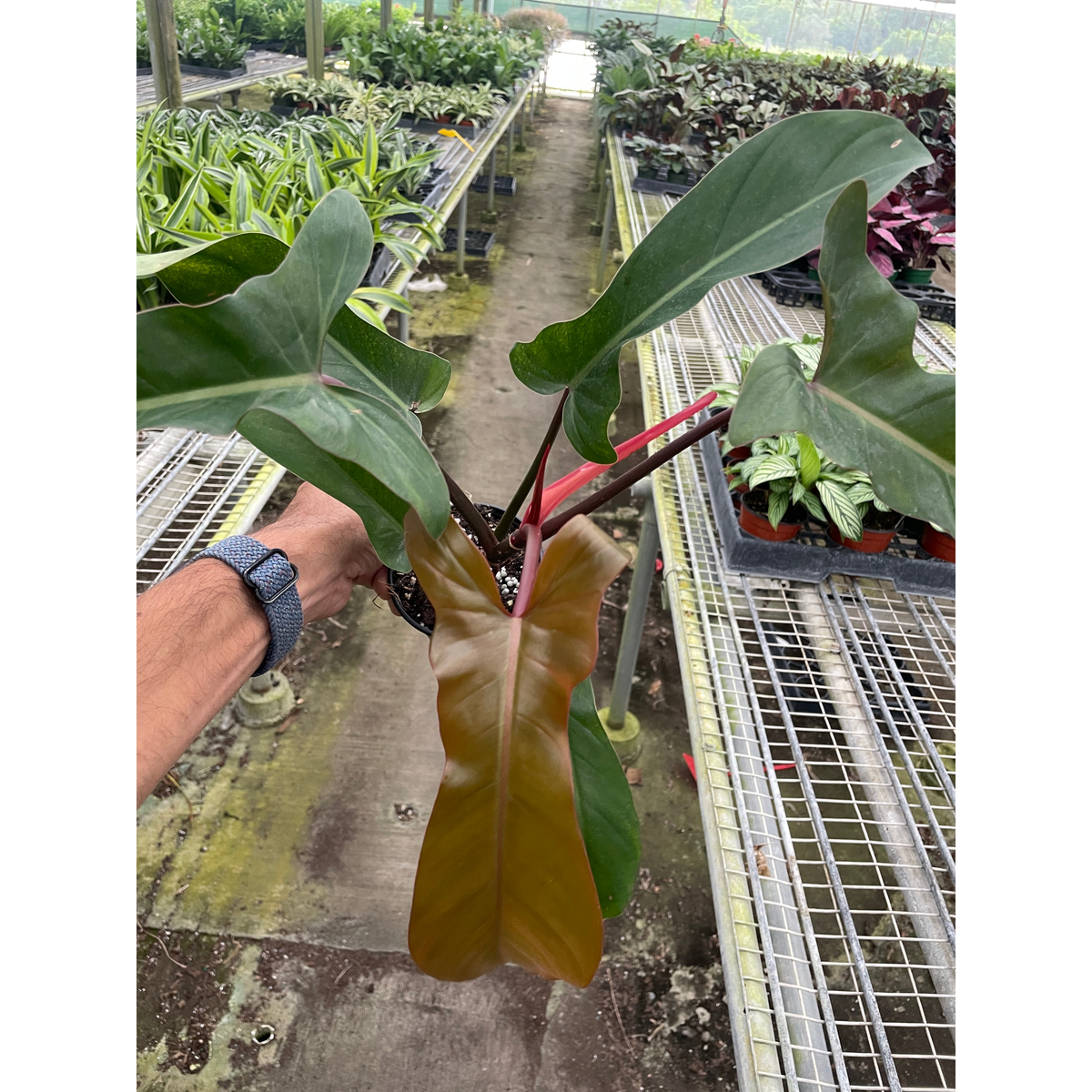 Philodendron 'Florida Bronze' - BetterGrow Hydro
