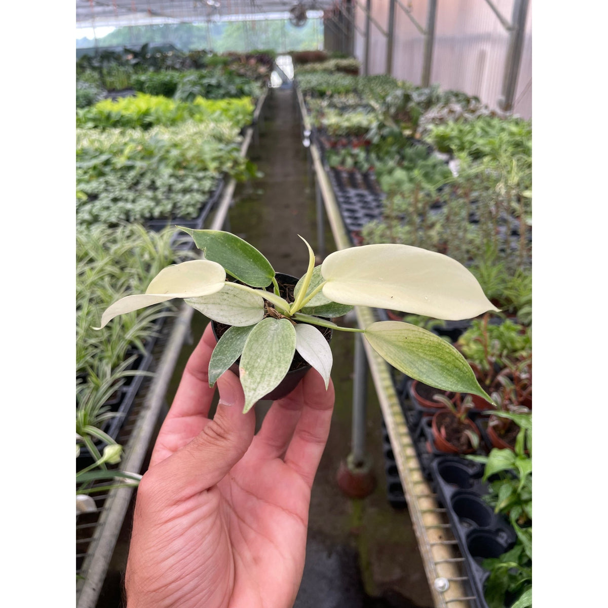 Philodendron 'Florida Ghost' - BetterGrow Hydro