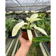 Philodendron 'Florida Ghost' - BetterGrow Hydro