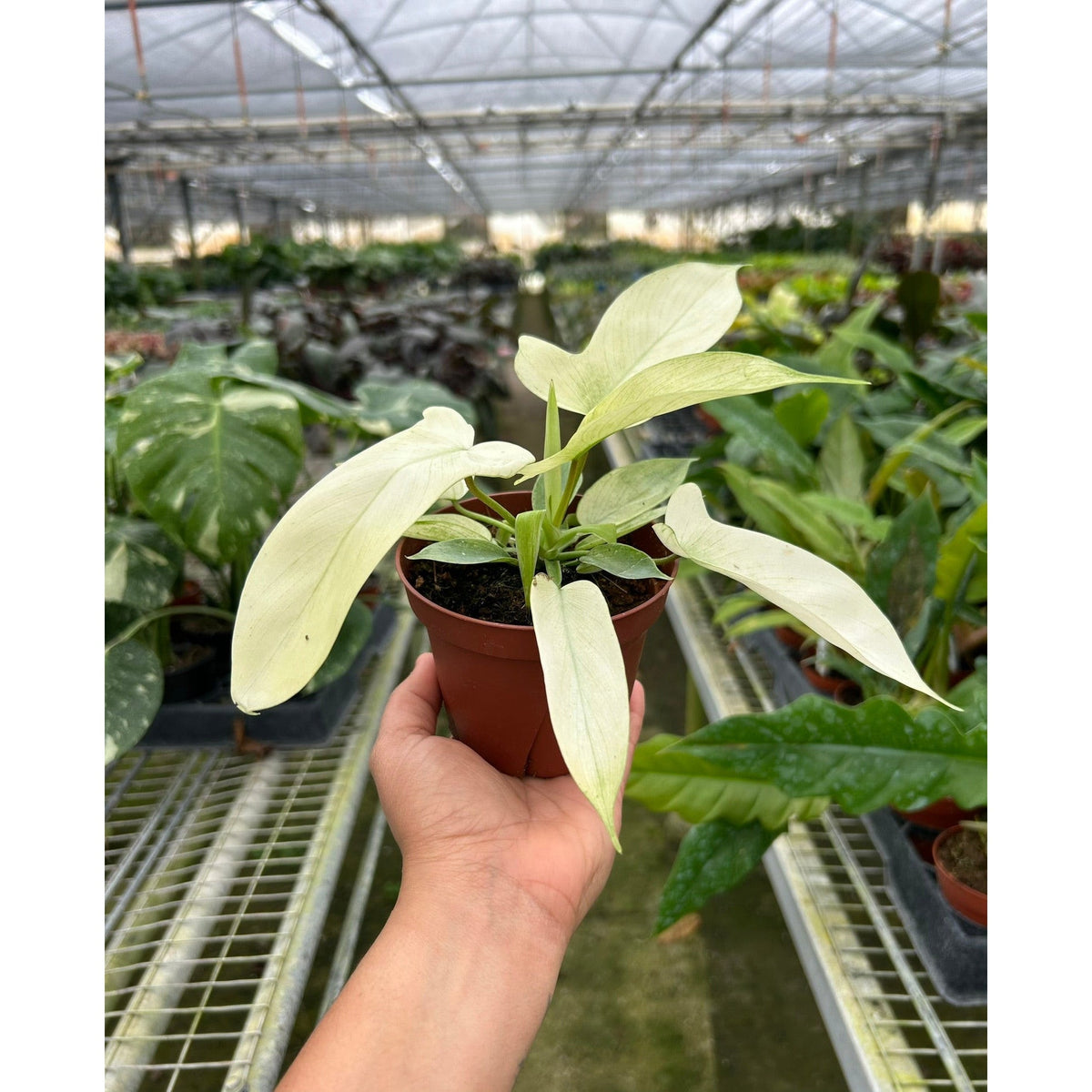 Philodendron 'Florida Ghost' - BetterGrow Hydro