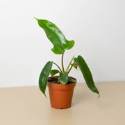 Philodendron 'Florida Green' - BetterGrow Hydro