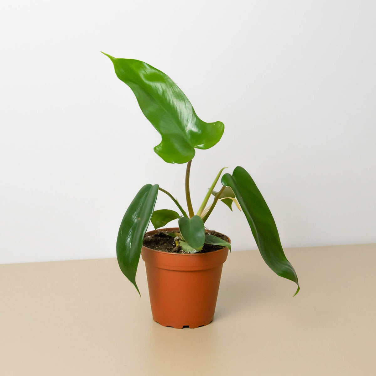 Philodendron 'Florida Green' - BetterGrow Hydro