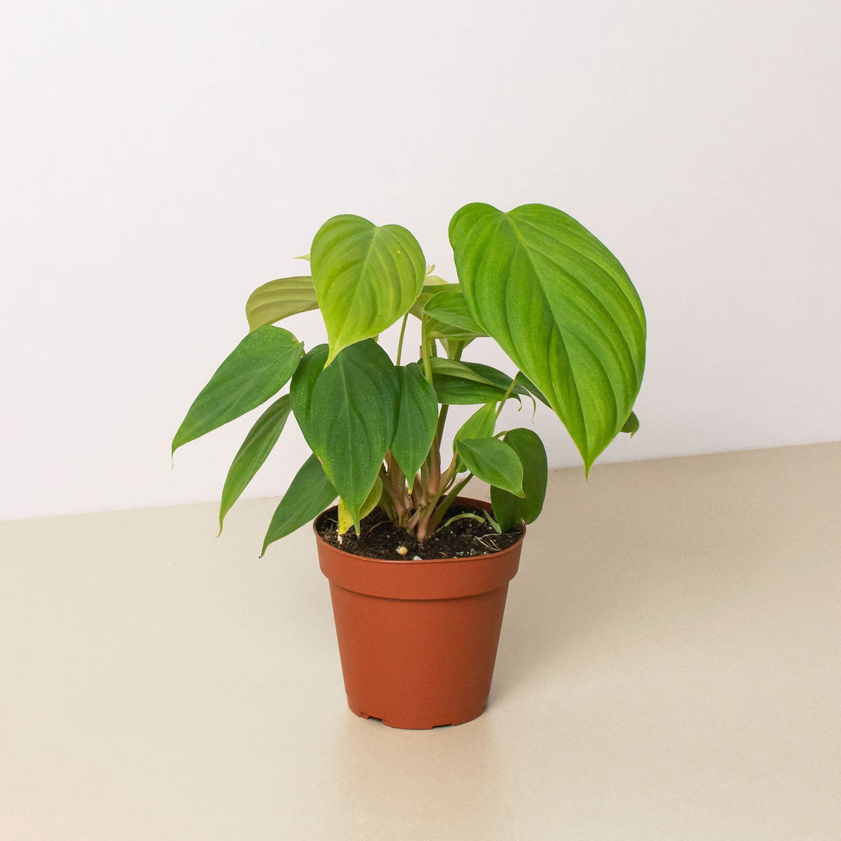 Philodendron 'Fuzzy Petiole' - BetterGrow Hydro