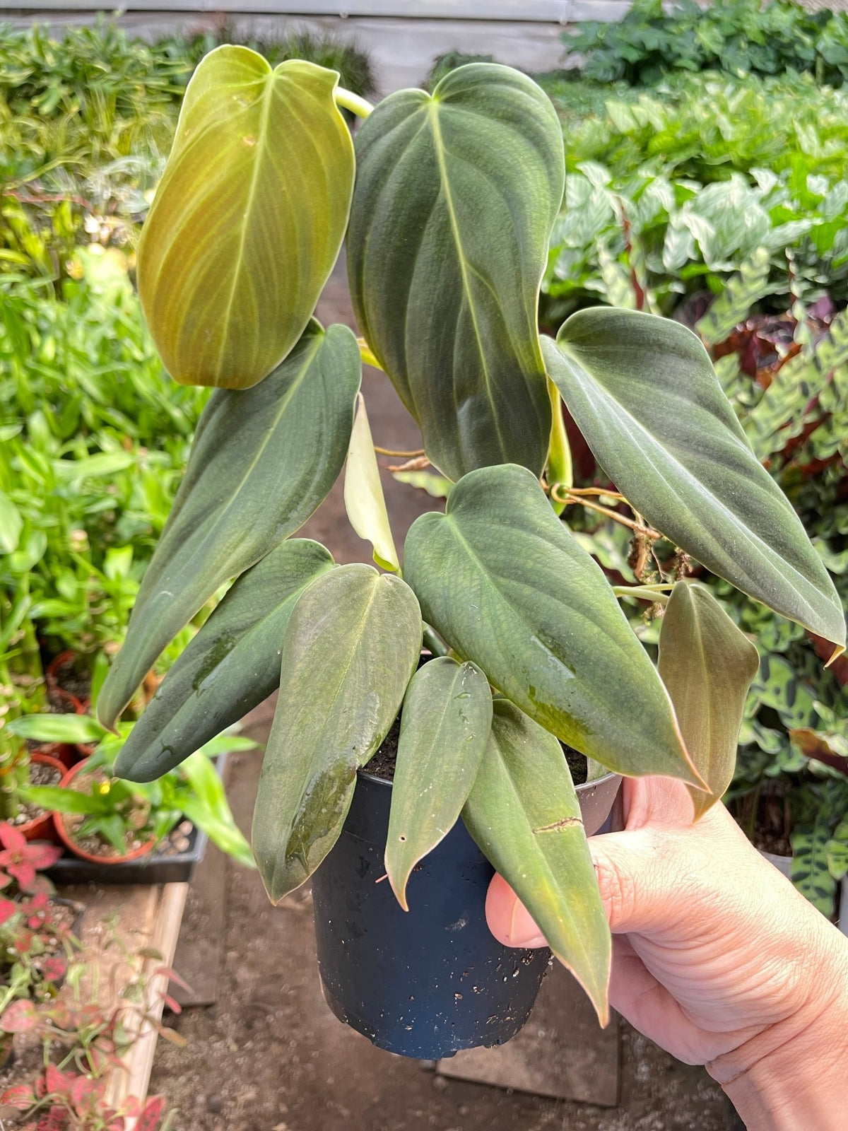 Philodendron Gigas - BetterGrow Hydro
