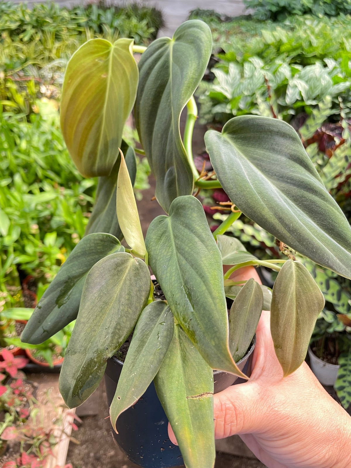 Philodendron Gigas - BetterGrow Hydro