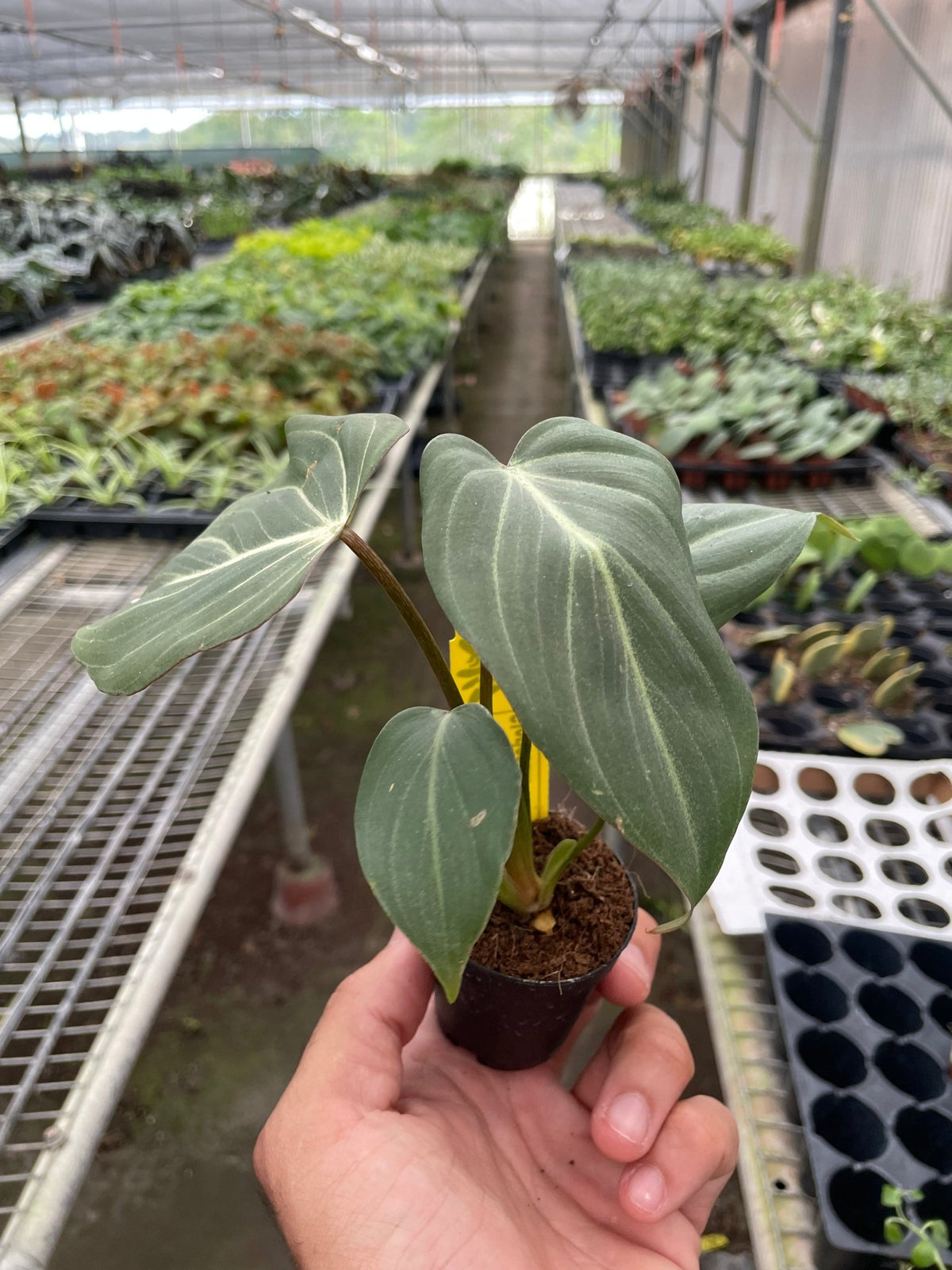 Philodendron 'Gloriosum' - BetterGrow Hydro