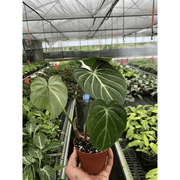 Philodendron 'Gloriosum' - BetterGrow Hydro