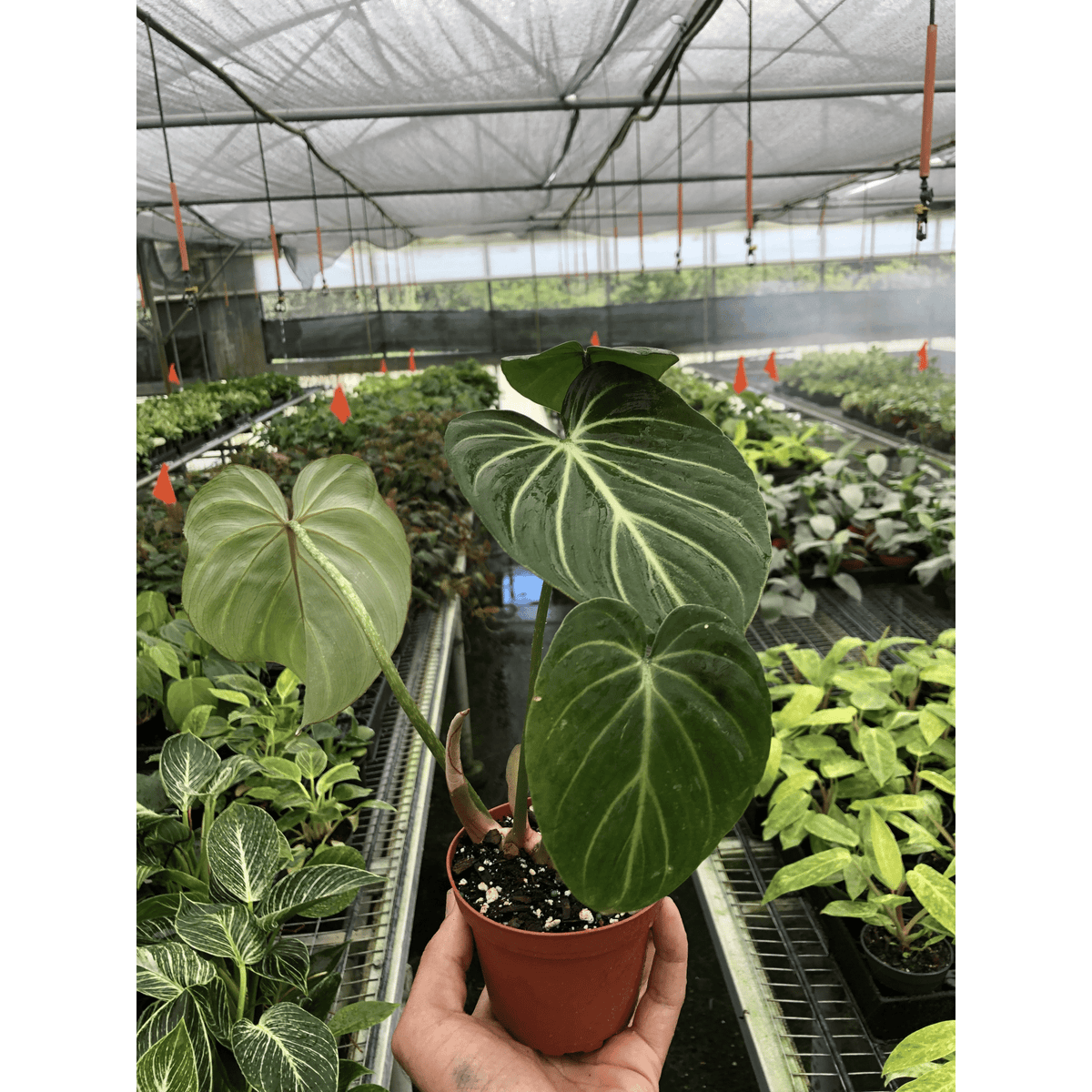Philodendron 'Gloriosum' - BetterGrow Hydro