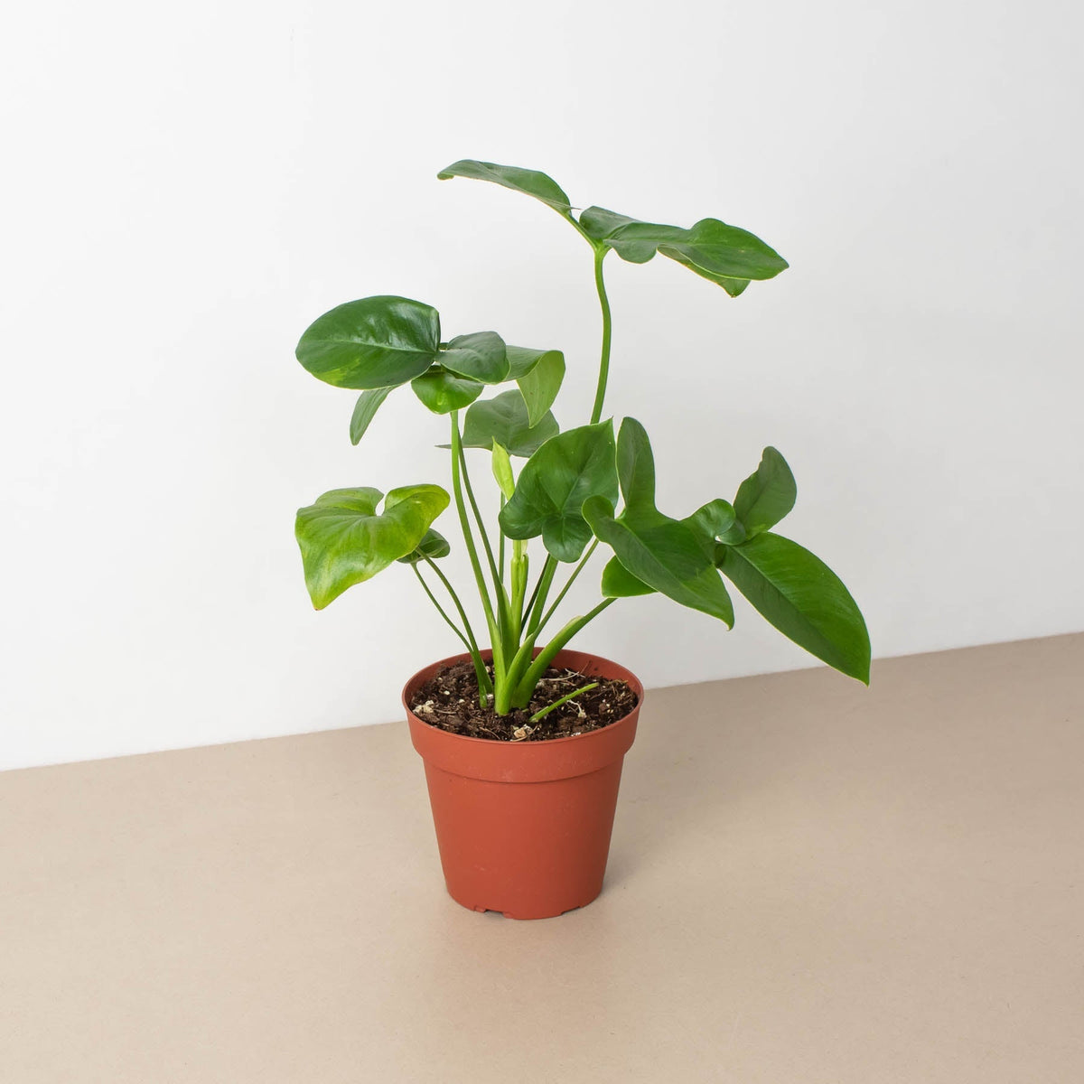 Philodendron 'Goeldii' - BetterGrow Hydro