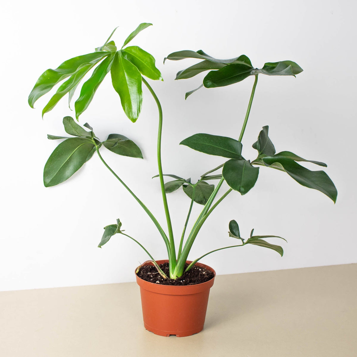 Philodendron 'Goeldii' - BetterGrow Hydro