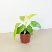 Philodendron 'Gold Violin' - BetterGrow Hydro