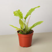 Philodendron 'Golden Crocodile' - BetterGrow Hydro