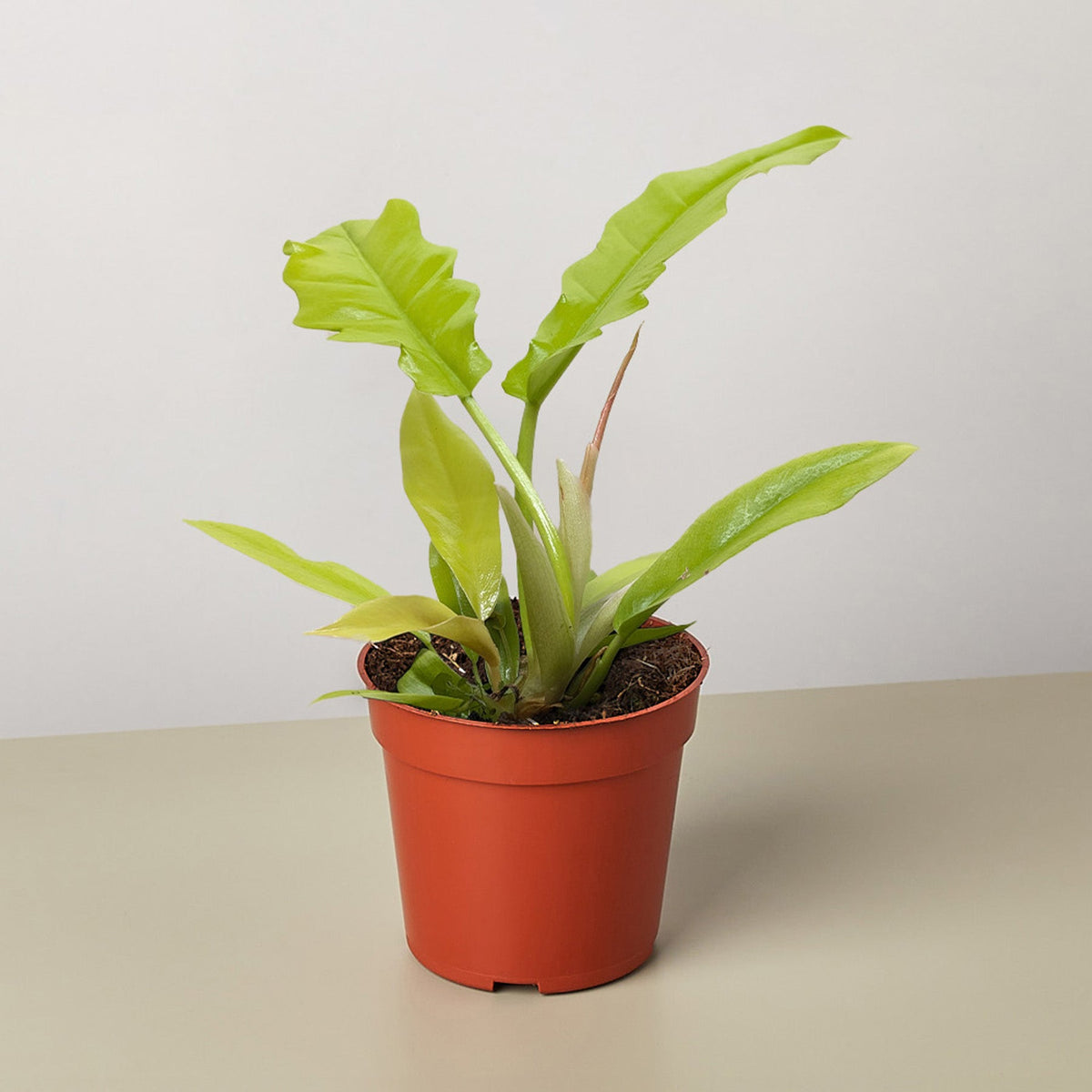 Philodendron 'Golden Crocodile' - BetterGrow Hydro