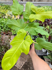 Philodendron 'Golden Dragon' - BetterGrow Hydro
