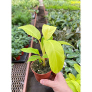 Philodendron Golden Goddess - 4" Pot - BetterGrow Hydro