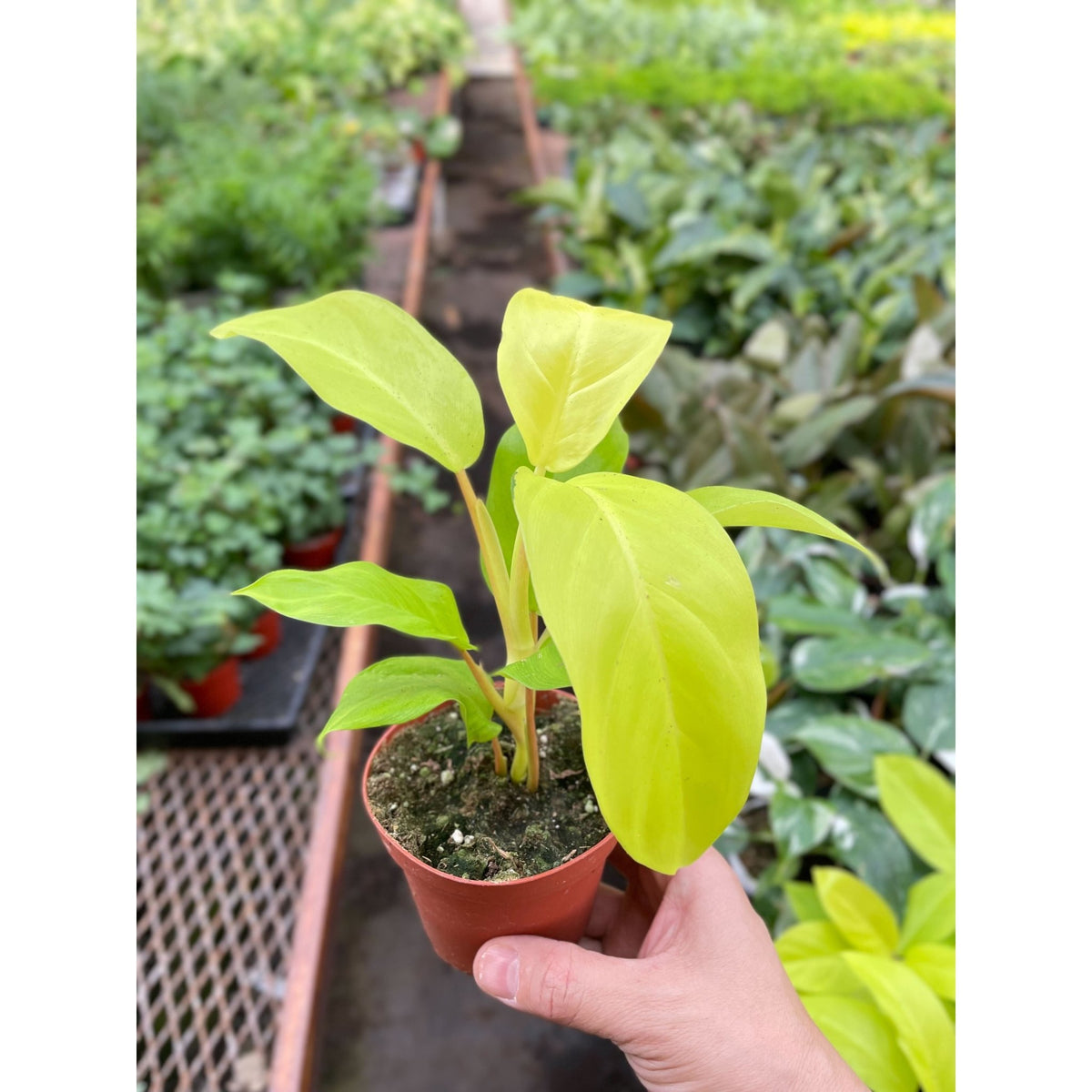 Philodendron Golden Goddess - 4" Pot - BetterGrow Hydro