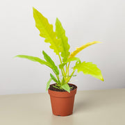 Philodendron 'Golden Ring of Fire' - BetterGrow Hydro