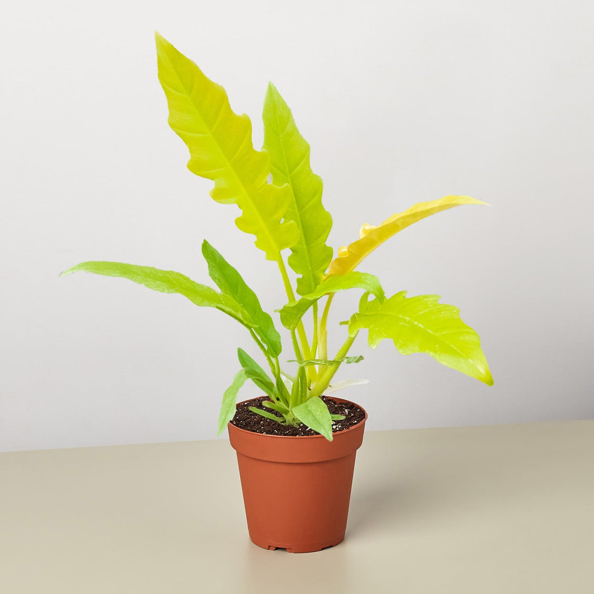 Philodendron 'Golden Ring of Fire' - BetterGrow Hydro